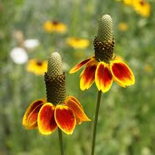 Mexican Hat Seeds (Ratibida columnifera) - Prairie Coneflower, Drought-Tolerant Wildflower