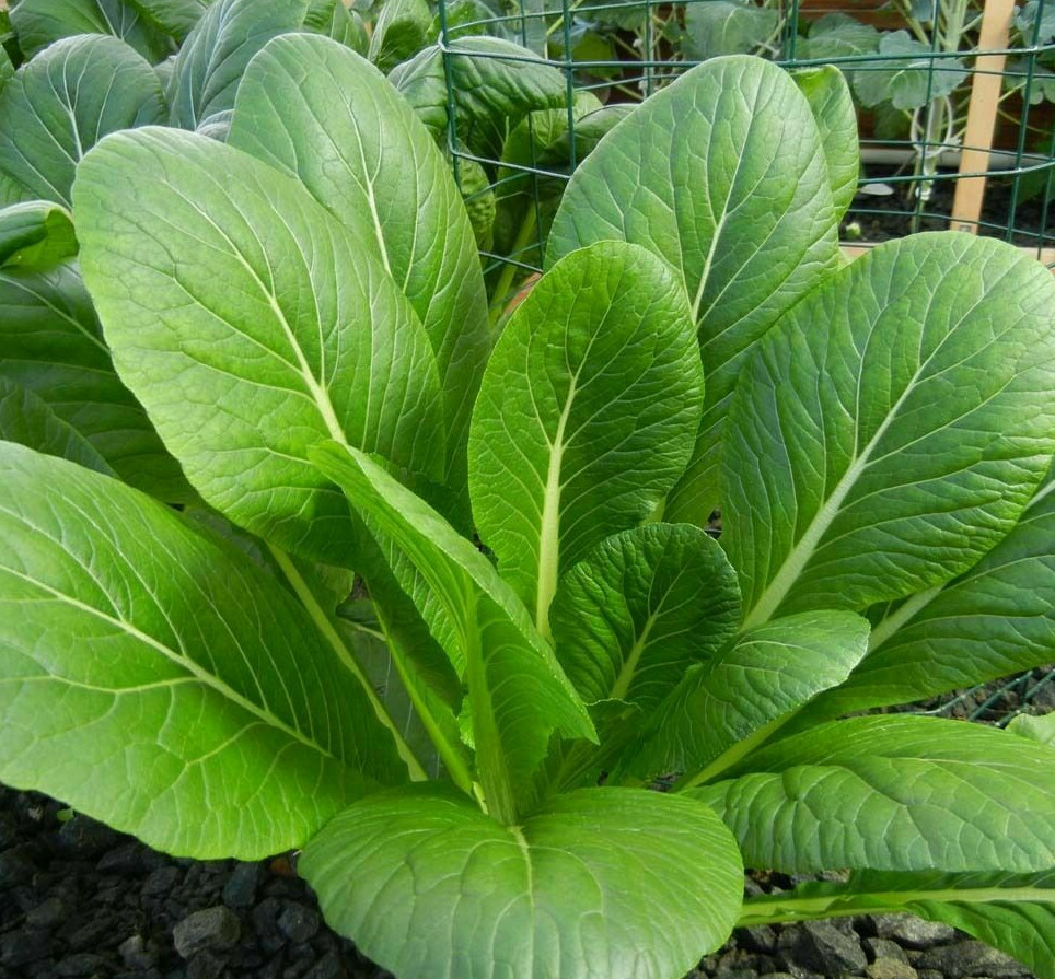 Mustard Green Spinach Komatsuna Tendergreen Seeds - 300 Seeds Brassica rapa