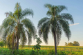 Queen Palm Seeds (Syagrus romanzoffiana) - 25+ Ready to Grow Starter Plant