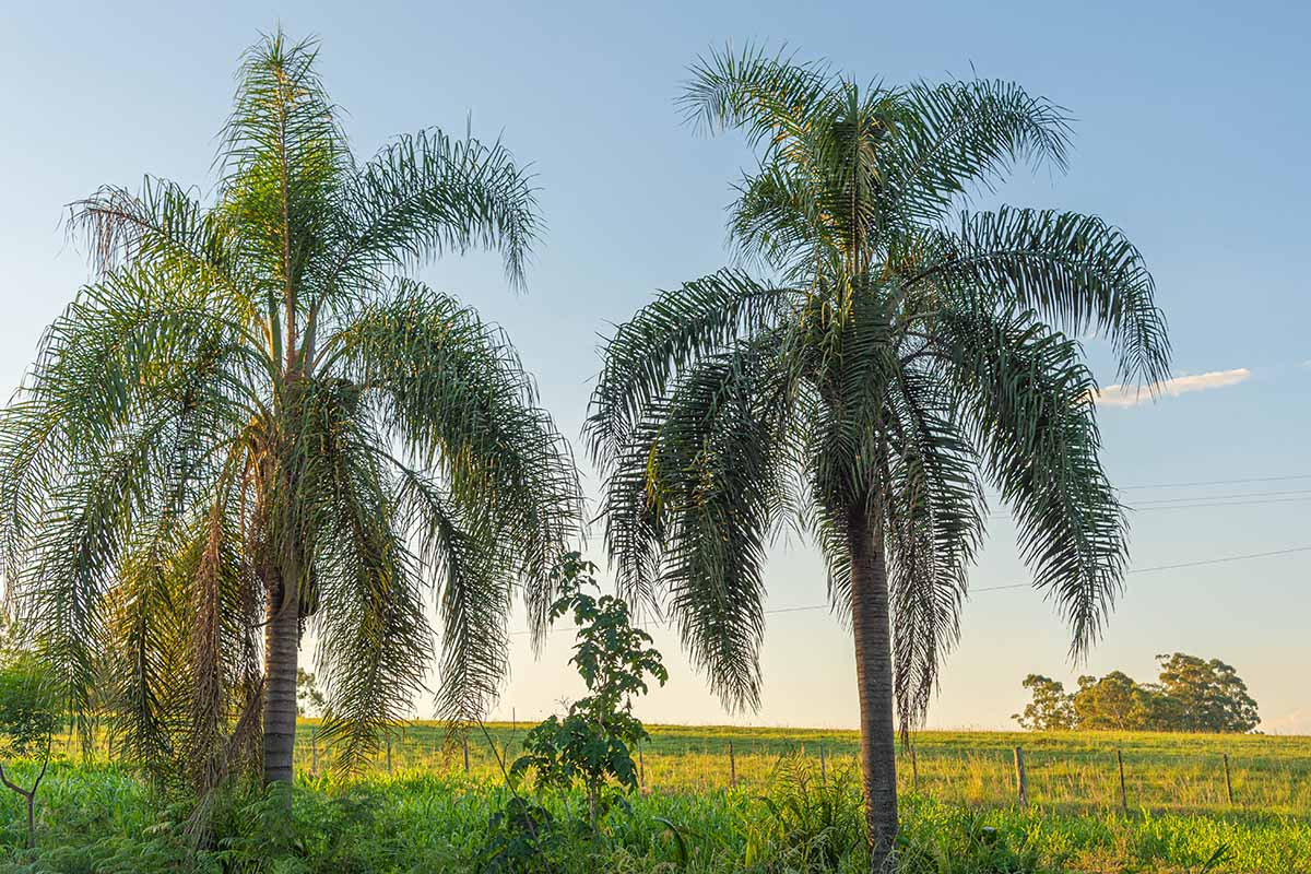 Queen Palm Seeds (Syagrus romanzoffiana) - 25+ Ready to Grow Starter Plant