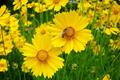 Coreopsis Lance Leaved Dwarf Seeds - Coreopsis lanceolata, Compact Yellow Wildflower