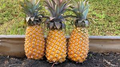 Antigua Black Pineapple Seeds – 15 Seed Pack, USA-Grown