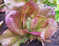 Rouge De Hiver Red Romaine Lettuce Seeds - 1g, Heirloom, Cold Hardy, High Yield