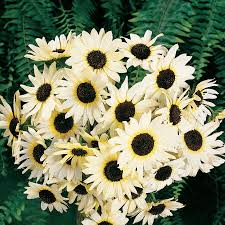 Italian White Sunflower Seeds - 100 Non-GMO Pollinator Friendly