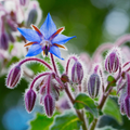 Borage (Borago officinalis) Seeds - 1 Gram | Edible Blue Flowers, Pollinator Friendly