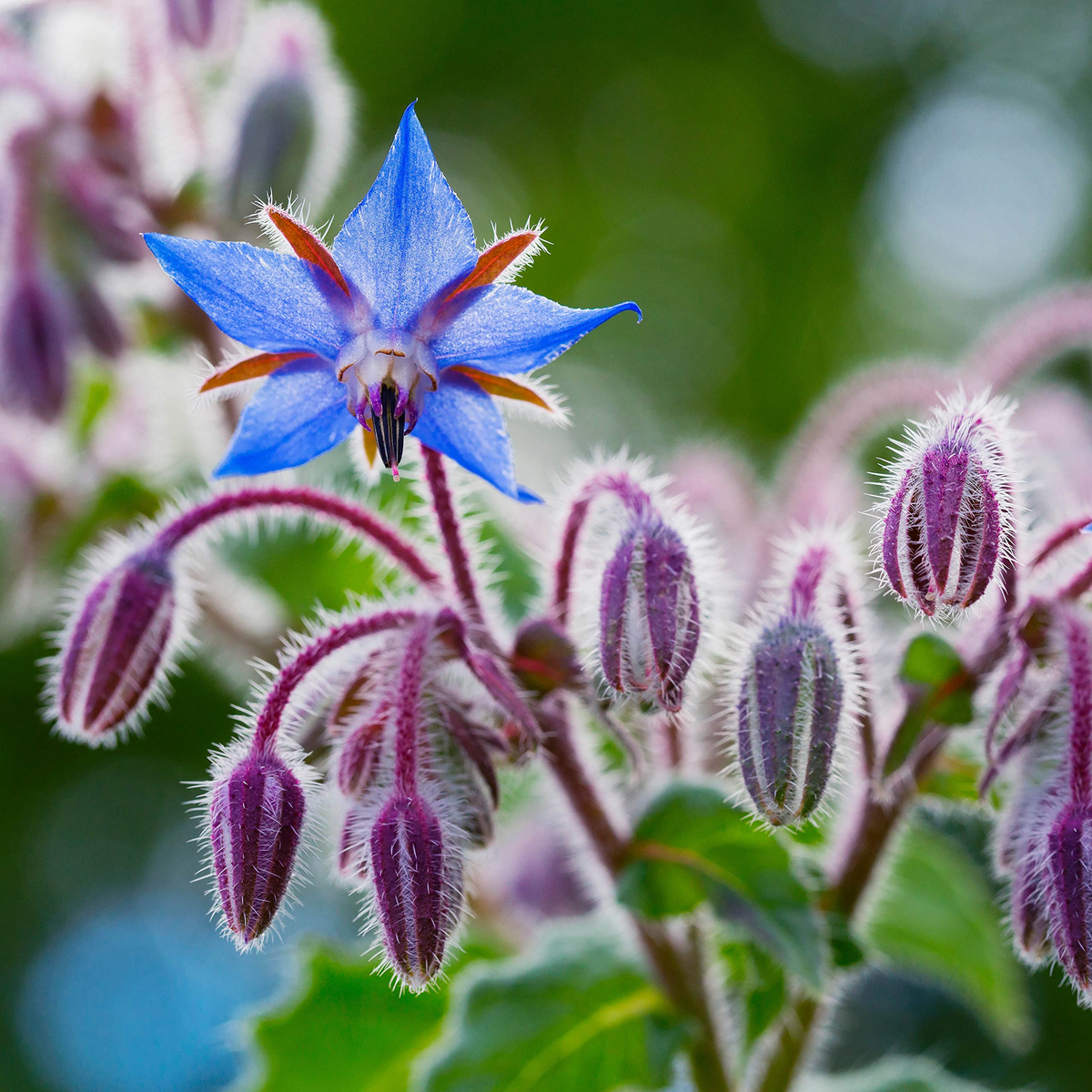 Borage (Borago officinalis) Seeds - 1 Gram | Edible Blue Flowers, Pollinator Friendly