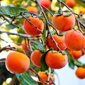Fuyu Persimmon Unrooted Cuttings 6-8" for Grafting (5 Pack) - Diospyros kaki