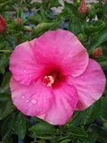 Exotic Magenta Fuchsia Hibiscus Starter Plant - Bare Root Hibiscus rosa-sinensis 2-5"