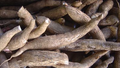 4 Unrooted White Cassava Cuttings (Manihot esculenta) for Planting