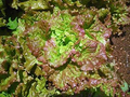 Prizehead Lettuce Seeds - 1000 Count | Lactuca sativa Heirloom, Sweet & Crisp, Heat-Tolerant