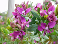 Polygala Myrtifolia ‘Sweet Pea Bush’ - 7 Live 6" Unrooted Cuttings
