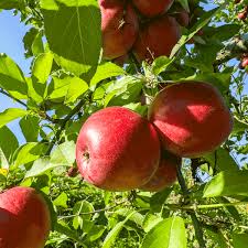 Fuji Apple Tree (Malus domestica) - 2-3 ft Bare Root Live Fruit Tree