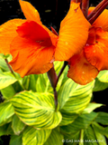 Pretoria Canna Lily Bengal Tiger Bare Root Plants – 3 Roots Ready to Plant