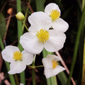 Broadleaf Arrowhead Flower Seeds (Sagittaria latifolia) — 1000 Seeds for Water Gardens