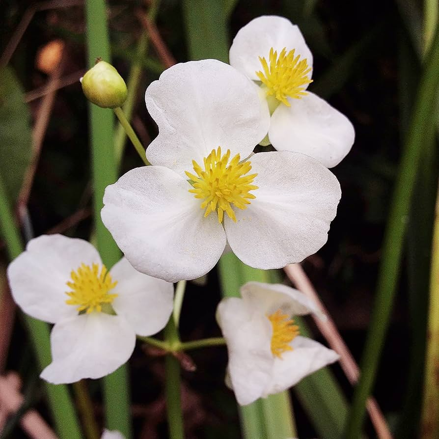Broadleaf Arrowhead Flower Seeds (Sagittaria latifolia) — 1000 Seeds for Water Gardens