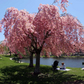 Weeping Cherry Tree Prunus pendula - 2-3 ft Starter Plant, Ready to Plant