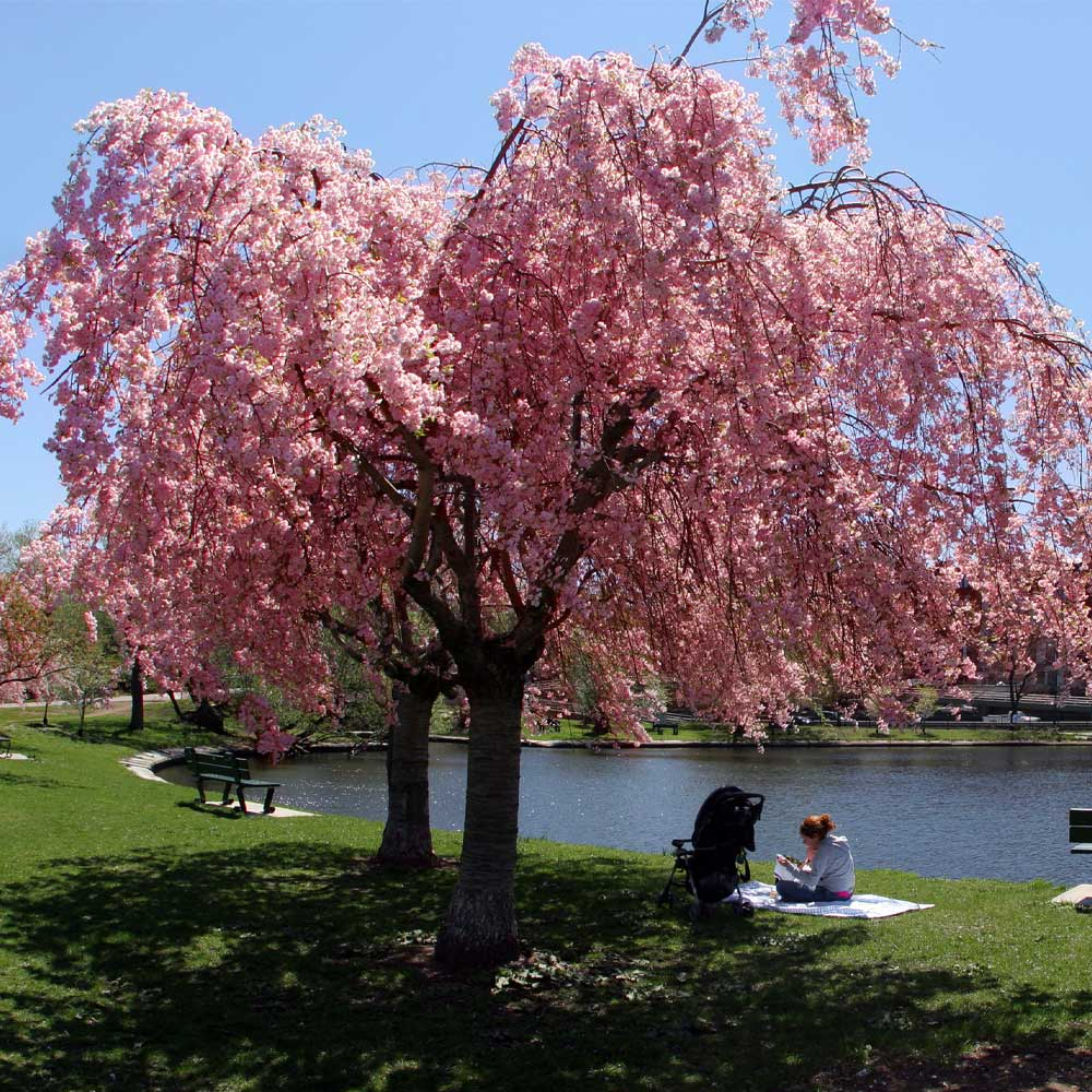 Weeping Cherry Tree Prunus pendula - 2-3 ft Starter Plant, Ready to Plant