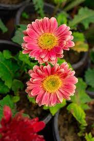 Pink & White Gerbera Daisy Seeds – 200+ Seeds for Garden Beds, Borders, Pots