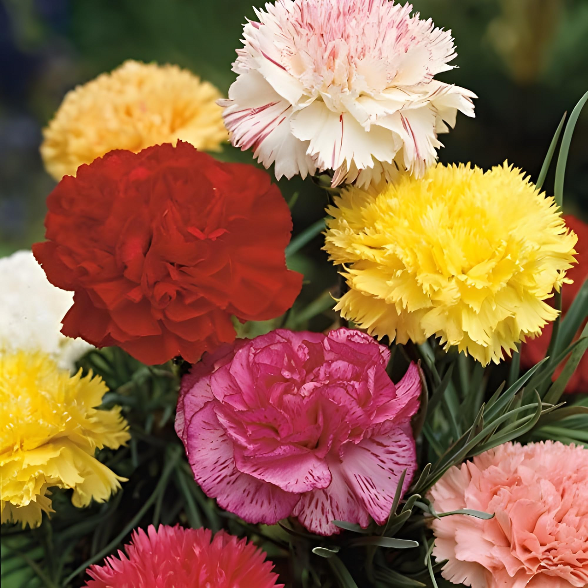 Carnation Chabaud Mix Seeds - 200 Non-GMO Fragrant Cut Flowers for Garden & Bouquets