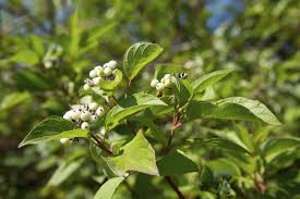 Cornus sericea Red Osier Dogwood Shrub - Bare Root 18-24" (Zones 3-8)