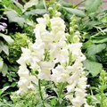 Snapdragon Snowflake Seeds - 500 Non-GMO Antirrhinum majus, White Bloom, Up to 36"