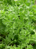 Wrinkled Crinkled Cress Seeds (Lepidium sativum) - 500 Seeds for Microgreens & Salad Herb