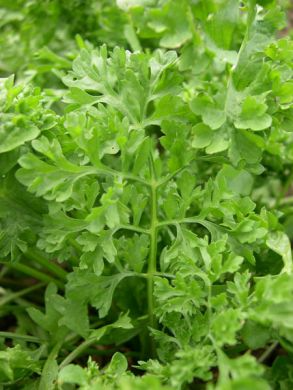 Wrinkled Crinkled Cress Seeds (Lepidium sativum) - 500 Seeds for Microgreens & Salad Herb