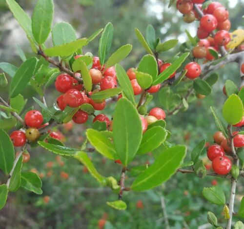 Yaupon Holly Seeds (Ilex vomitoria) - 20 Seeds for Hedge, Tea Bush, Native Evergreen