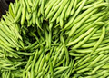 Provider Green Bush Bean Seeds - 5g Pack, Heirloom, High-Yield Phaseolus vulgaris