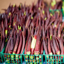 Okra Red Burgundy Seeds (Abelmoschus esculentus) - 15 Seeds for High-Yield, Heat-Tolerant Garden