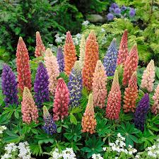 Minarette Dwarf Mix Lupine Seeds - 25+ Seeds for Compact, Colorful Flower Spikes