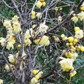 Chimonanthus Praecox Wintersweet Seeds - 10 Seeds | Fragrant Heirloom Shrub
