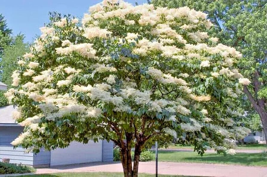 Japanese White Lilac Tree Seeds (Syringa reticulata) – Cold Hardy, Fragrant Flowers