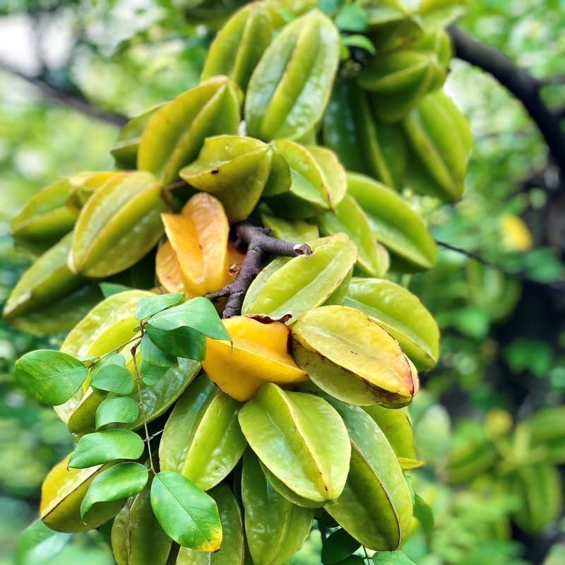 Grafted Star Fruit Seedling Starter Plant (Averrhoa carambola) – 24"-36" Live Fruit Tree