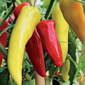 Sweet Banana Pepper Seeds - Heirloom, Mild & Sweet, 300mg for Planting