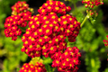 Red Yarrow (Achillea millefolium) Seed - 1000 Seeds, Drought-Tolerant Perennial