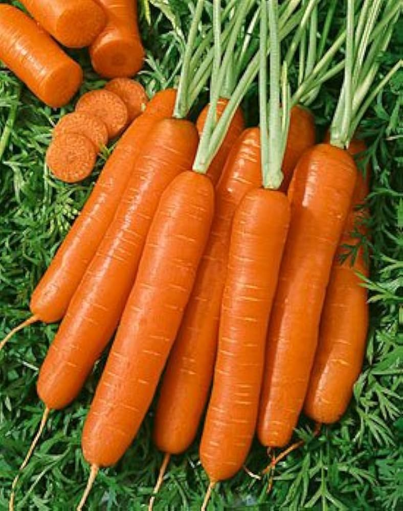 Scarlet Nantes Carrot Seeds - Heirloom, 300 Seeds, Sweet & Crisp