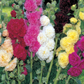 Summer Carnival Mix Hollyhock Alcea rosea Seeds - 500 Pack