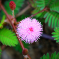 Sensitive Plant (Mimosa microphylla) Seeds - 5 Seeds, Touch-Responsive Leaves, Ground Cover