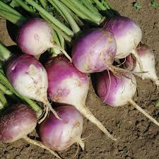 Purple Top White Globe Turnip Seeds - 1g Heirloom Brassica rapa