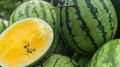 Yellow Baby Doll Watermelon Seeds (50+ Seeds) - Early Maturing, Compact Plants, 5–7 lb Fruits