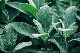 Sage Broadleaf Seeds - Heirloom Salvia officinalis, 300mg for Planting