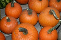 Small Sugar Pumpkin Seeds – 1g Heirloom Cucurbita pepo for Pies, Heat-Tolerant