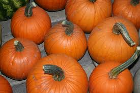 Small Sugar Pumpkin Seeds – 1g Heirloom Cucurbita pepo for Pies, Heat-Tolerant