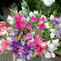 Bouquet Mixture Sweet Pea Seeds – 50+ Colorful Blooms, Compact Vines for Bouquets