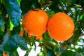 California Navel Orange Unrooted Cuttings - 5 Pcs | Citrus sinensis for Propagation