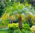 15 Pygmy Date Palm Seeds (Phoenix Roebelenii) – Dwarf Indoor Palm Seeds, Easy to Grow