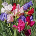 Mammoth Mix Sweet Pea Seeds - 50+ Giant Fragrant Blooms, Climbing Vines, Cool-Season Annual