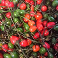 Chiltepin Pepper Seeds (Capsicum annuum var. glabriusculum) – Wild Hot Pepper, 25 Seeds
