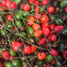 Chiltepin Pepper Seeds (Capsicum annuum var. glabriusculum) – Wild Hot Pepper, 25 Seeds